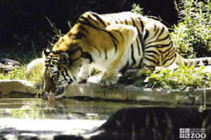 tiger-amur-siberian-cleveland-ohio-zoo
