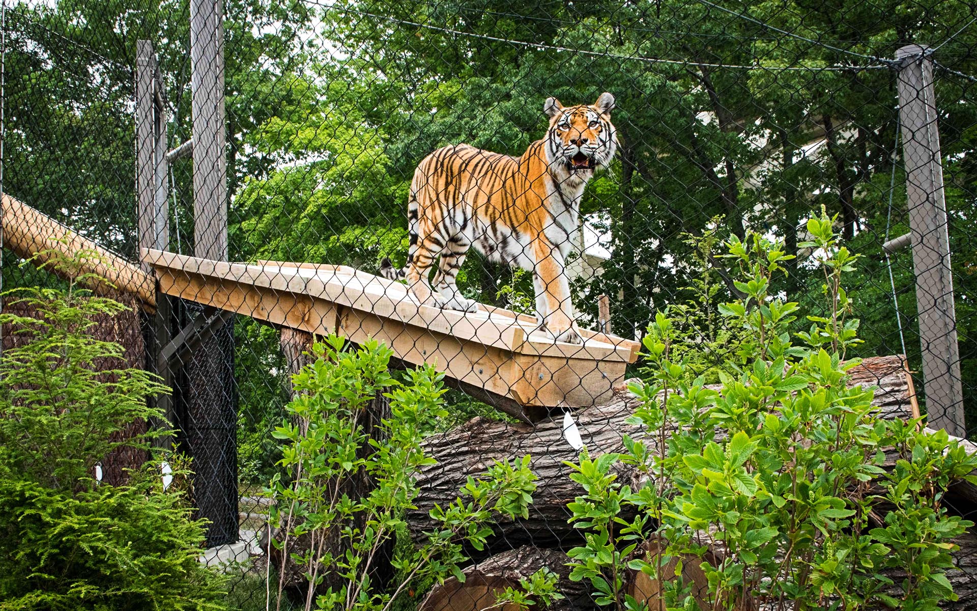 Rosebrough Tiger Passage At Cleveland Metroparks Zoo Tiger - Panzica Construction